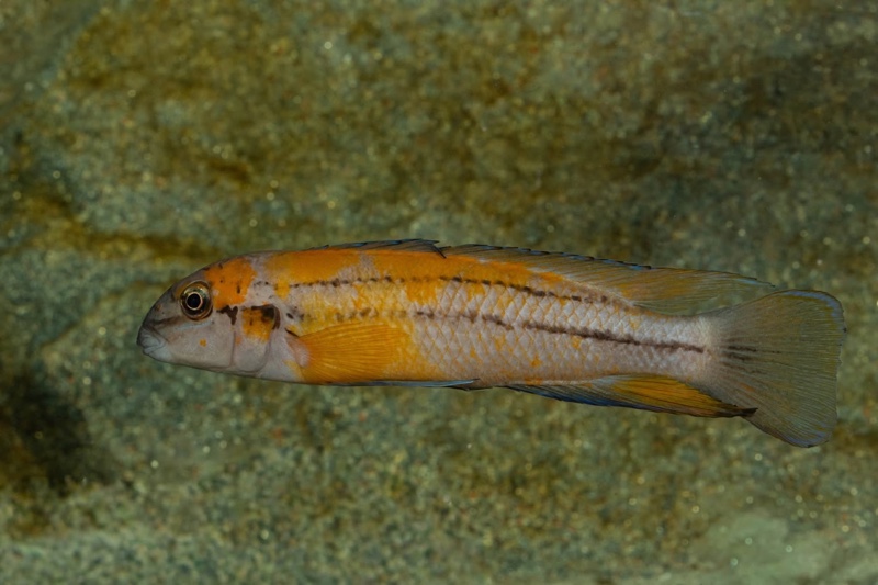 Chalinochromis sp. 'bifrenatus south' Wampembe